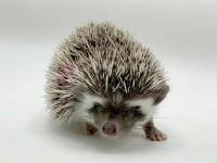 hedgehog photo