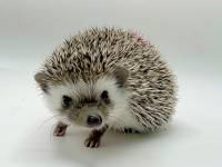 hedgehog photo