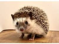 hedgehog photo