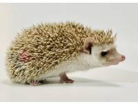 hedgehog photo