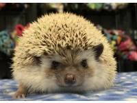 hedgehog photo