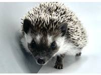 hedgehog photo