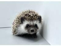 hedgehog photo