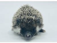 hedgehog photo