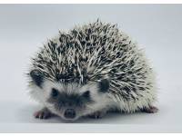 hedgehog photo