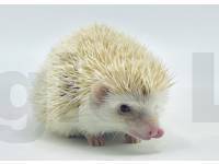 photo of hedgehog Gizzie, for sale