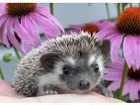 hedgehog photo