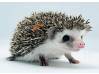 photo of hedgehog for sale