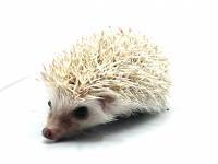 hedgehog photo