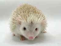 hedgehog photo