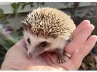 hedgehog photo