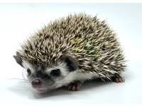 hedgehog photo