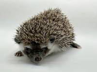 hedgehog photo