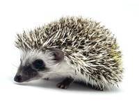 hedgehog photo