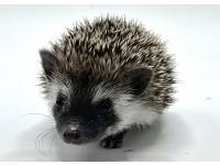 hedgehog photo