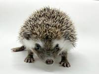 hedgehog photo