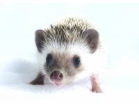 hedgehog photo