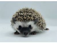 photo of hedgehog for sale