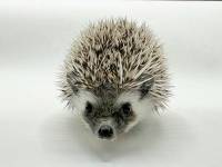 hedgehog photo