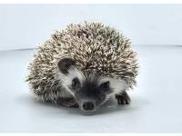 hedgehog photo