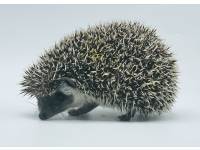 hedgehog photo