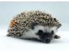 photo of hedgehog for sale