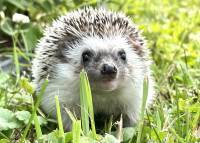 hedgehog photo