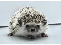 hedgehog photo