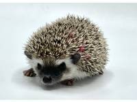 hedgehog photo