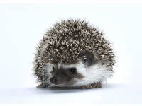 hedgehog photo