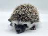 photo of hedgehog for sale