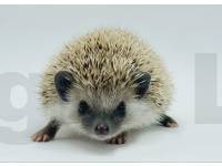 photo of hedgehog Fairah, for sale