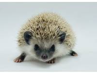 hedgehog photo