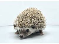 hedgehog photo