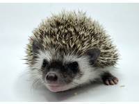 hedgehog photo