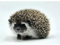 hedgehog photo