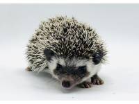 hedgehog photo