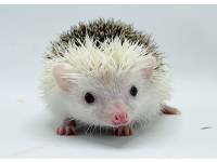 hedgehog photo