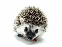 hedgehog photo