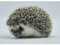 hedgehog photo