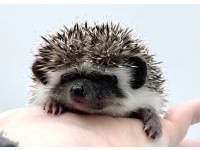 hedgehog photo