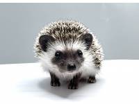 hedgehog photo