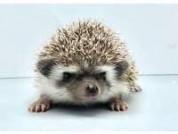 hedgehog photo