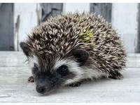 photo of hedgehog Jayden, for sale