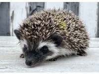 hedgehog photo