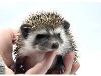 hedgehog photo