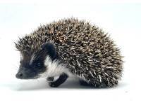 hedgehog photo