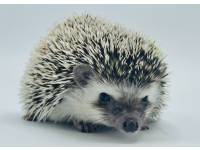 hedgehog photo