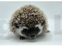 photo of hedgehog Francee, for sale