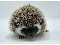 hedgehog photo